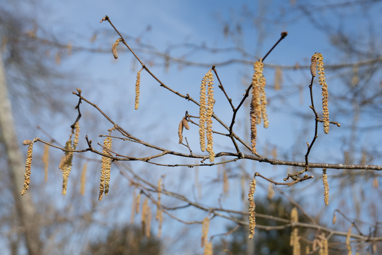 Photography by Chris Allington